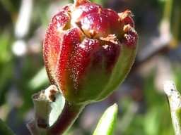 Phylica oleifolia young fruit