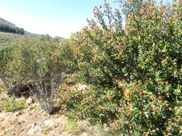 Phylica oleifolia fruit changing colour