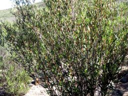 Phylica oleifolia shrub