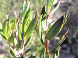Phylica oleifolia lower leaf surfaces