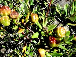 Phylica oleifolia