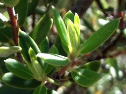 Phylica oleifolia leaves