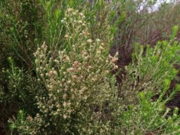 Phylica paniculata flowers