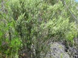 Phylica paniculata