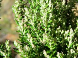 Phylica paniculata leaves