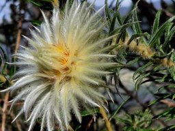 Phylica pubescens flowerhead