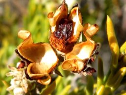Phylica rigidifolia fruit husk after opening