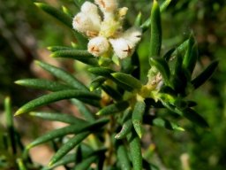 Phylica rigidifolia old flowers