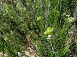 Phylica rigidifolia erect stems