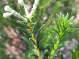 Phylica