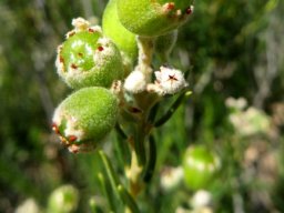 Phylica rigidifolia fruit