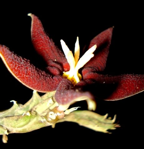 Piaranthus atrosanguineus