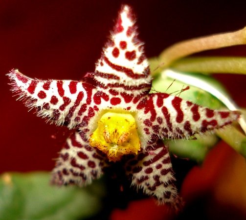 Piaranthus comptus flower