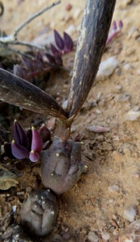 Piaranthus geminatus subsp. geminatus follicle base