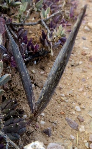Piaranthus geminatus subsp. geminatus follicle pair