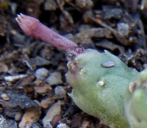 Piaranthus geminatus subsp. geminatus stem tip bud