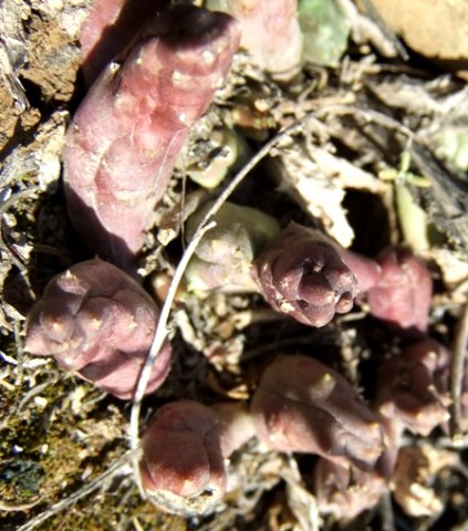 Piaranthus geminatus subsp. geminatus