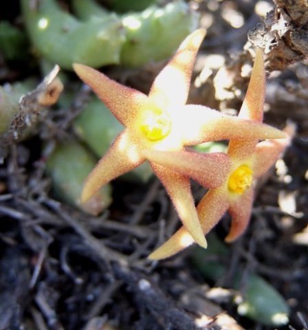 Piaranthus geminatus subsp. geminatus twin flowers