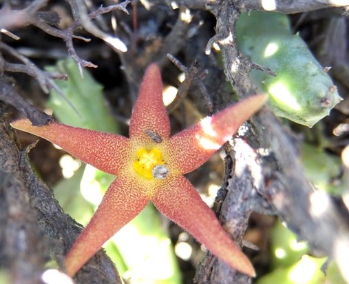 Piaranthus geminatus subsp. geminatus flower