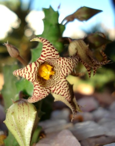 Piaranthus punctatus var. punctatus