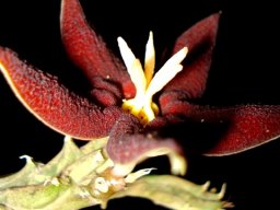 Piaranthus atrosanguineus
