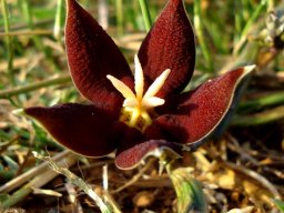 Piaranthus atrosanguineus flower