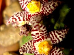 Piaranthus comptus