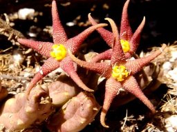 Piaranthus geminatus subsp. geminatus red flowers