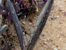 Piaranthus geminatus subsp. geminatus follicle pair