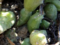 Piaranthus geminatus subsp. geminatus stems green