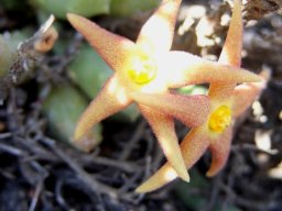 Piaranthus geminatus subsp. geminatus twin flowers