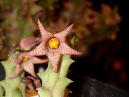 Piaranthus punctatus var. framesii