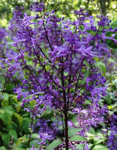 Plectranthus