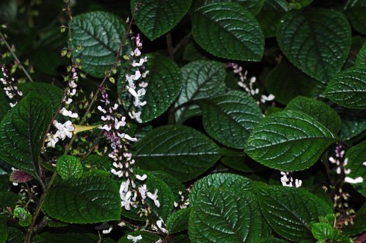 Plectranthus ciliatus