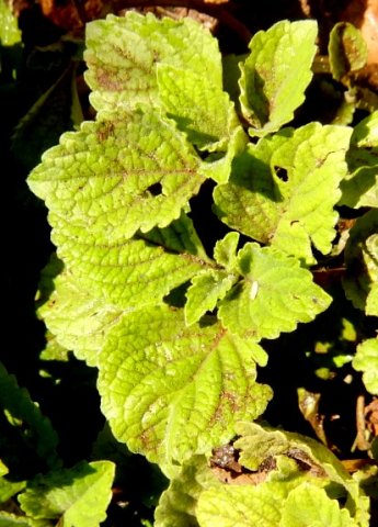 Plectranthus ambiguus