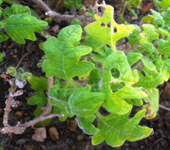 Plectranthus dolomiticus