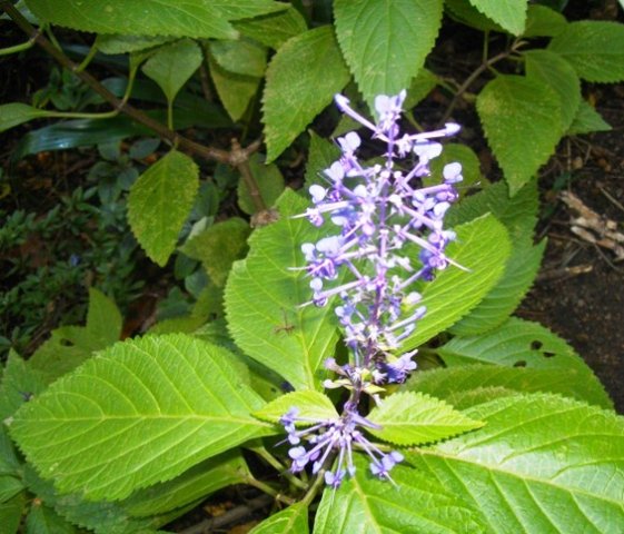 Plectranthus ecklonii