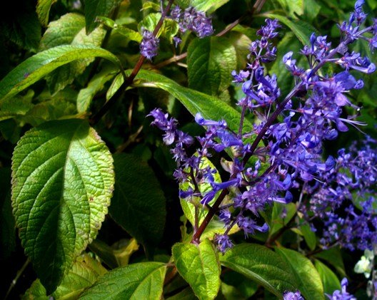 Plectranthus ecklonii flowers