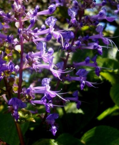 Plectranthus ecklonii flowers of different ages