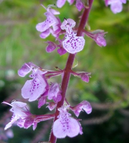 Plectranthus fruticosus flowers