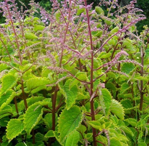 Plectranthus fruticosus holding promise