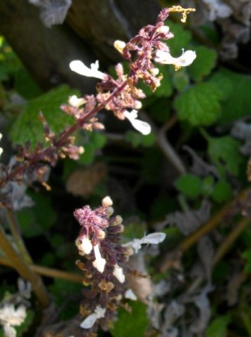 Plectranthus grandidentatus flowers
