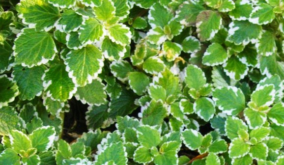 Plectranthus madagascariensis