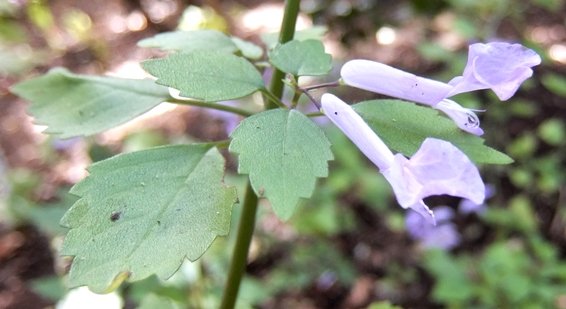 Plectranthus saccatus leaves