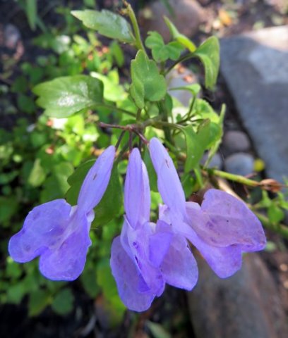 Plectranthus saccatus var. saccatus