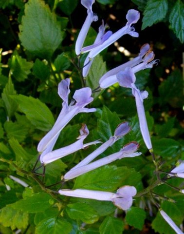 Plectranthus saccatus var. longitubus flowers
