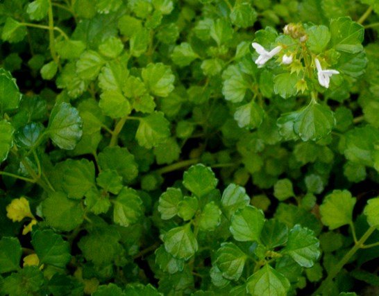 Plectranthus strigosus
