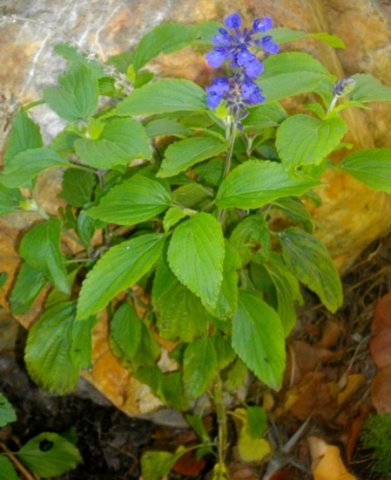 Plectranthus zuluensis
