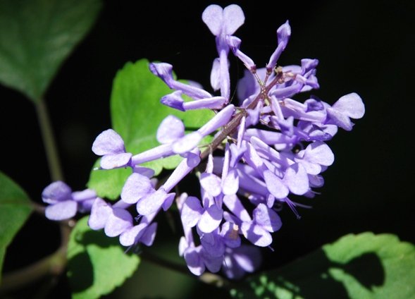 Plectranthus zuluensis in Kirstenbosch