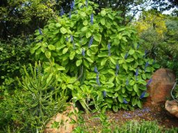 Plectranthus comosus